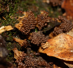 Oligonema verrucosum