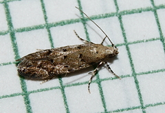 Coleotechnites coniferella