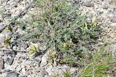 Astragalus reduncus