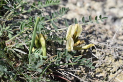 Astragalus reduncus