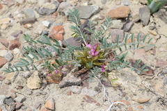 Astragalus oxyglottis