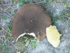 Suillus ampliporus