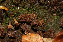 Oligonema verrucosum