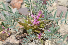 Astragalus oxyglottis