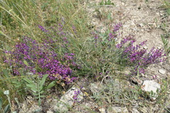 Astragalus tenuifolius