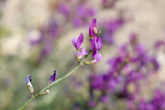 Astragalus tenuifolius