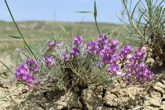 Astragalus tenuifolius