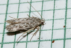 Gelechia versutella