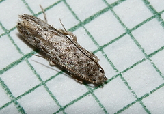 Gelechia versutella