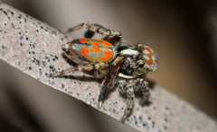 Maratus literatus