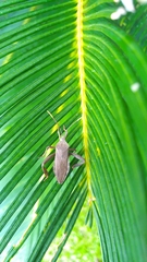 Pseudomictis obtusispinus