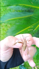 Pseudomictis obtusispinus