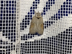 Nycteola asiatica