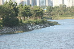 Ardea alba modesta