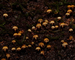 Xeromphalina leonina