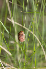 Paropsisterna decolorata