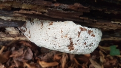Fungi