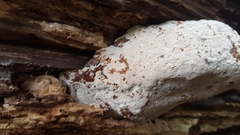 Fungi