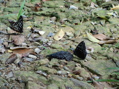 Dichorragia nesimachus formosanus