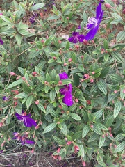 Pleroma semidecandrum