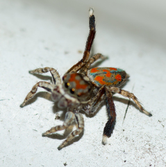 Maratus literatus