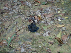 Dichorragia nesimachus formosanus