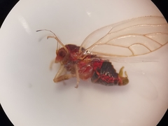 Cacopsylla melanoneura