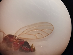 Cacopsylla melanoneura