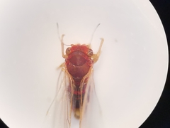 Cacopsylla melanoneura