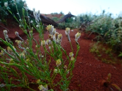 Pimelea trichostachya