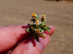 Rhodanthe microglossa