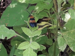 Calopteron terminale