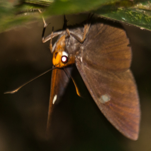 Hainan Dawnfly