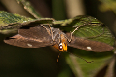 Capila hainana hainana