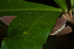 Capila hainana hainana