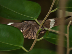 Capila hainana hainana