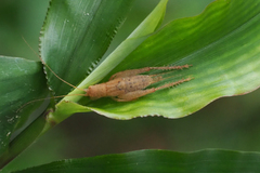 Podoscirtini
