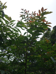 Alniphyllum pterospermum