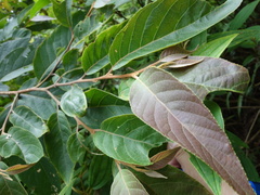 Alniphyllum pterospermum