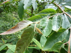 Alniphyllum pterospermum