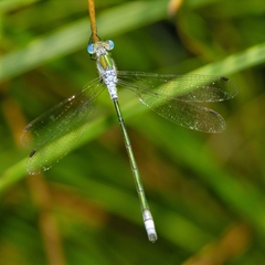 Lestes sponsa