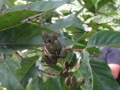 Alniphyllum pterospermum