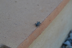 Chlorophorus glabromaculatus glaucus