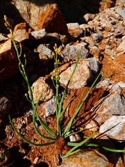 Bulbine semibarbata