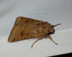 Agrochola lunosa