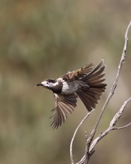 Purnella albifrons