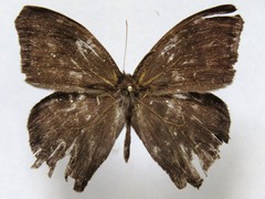 Taygetis uncinata