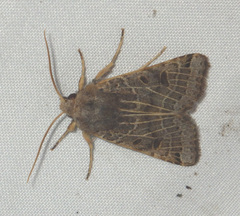 Agrochola lunosa