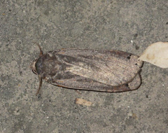 Noctua pronuba
