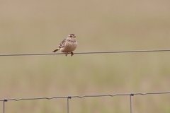 Mirafra javanica